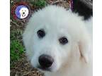 Adopt Willa a Great Pyrenees