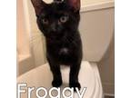Adopt Froggy a American Shorthair