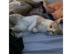 Adopt Eden a Domestic Short Hair