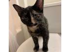 Adopt Chex a American Shorthair