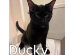 Adopt Ducky a American Shorthair