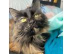 Adopt Maple a Domestic Long Hair