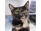 Adopt Gilda a Domestic Short Hair