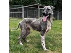 Adopt Belle a Anatolian Shepherd