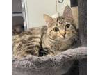 Adopt Baguette a Domestic Short Hair