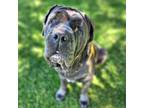 Adopt Queen Eeyore - City of Industry Location a Neapolitan Mastiff