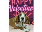Adopt Swan a Beagle