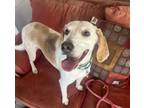 Adopt Glitter a Beagle