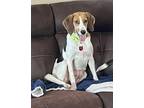 Adopt Sparkly a Beagle