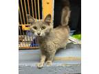 Adopt Fiona a Domestic Short Hair