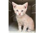 Adopt Sunny a Domestic Short Hair