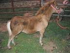 AMHAAMHR chestnut colt