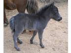 AMHAAMHR Black Miniature Filly