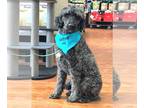Sheepadoodle DOG FOR ADOPTION RGADN-1087861 - Valen - Poodle (Standard) / Old