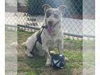 Australian Shepherd Mix DOG FOR ADOPTION RGADN-1090350 - Gizmo - Terrier /