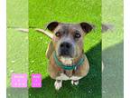 American Pit Bull Terrier DOG FOR ADOPTION RGADN-1090359 - Rola - Pit Bull