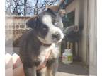 Huskies Mix DOG FOR ADOPTION RGADN-1090369 - Nova (Pup 4 RED) - Husky / Shepherd