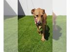 Labrador Retriever DOG FOR ADOPTION RGADN-1090378 - Trueno - Labrador Retriever