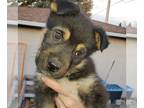 Huskies Mix DOG FOR ADOPTION RGADN-1090379 - Kingston (Pup 6 LIME GREEN) - Husky