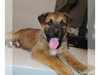 Huskies Mix DOG FOR ADOPTION RGADN-1090383 - Charlotte (Pup 3 PINK) - Shepherd /