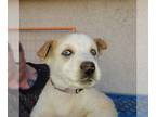 Huskies Mix DOG FOR ADOPTION RGADN-1090393 - Aurora (Pup 5 PURPLE) - Husky /