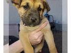 Huskies Mix DOG FOR ADOPTION RGADN-1090394 - Pup 2 FUSHIA - Shepherd / Husky /