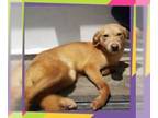 Labrador Retriever Mix DOG FOR ADOPTION RGADN-1090395 - Kimmy - Labrador