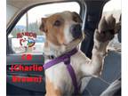 American Pit Bull Terrier Mix DOG FOR ADOPTION RGADN-1090407 - Charlie Brown -