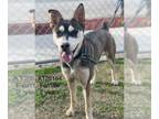 Huskies Mix DOG FOR ADOPTION RGADN-1090411 - Hazel - Shepherd / Husky / Mixed