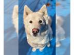 Mix DOG FOR ADOPTION RGADN-1090414 - Juno - Husky Dog For Adoption