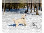 Poodle (Standard) DOG FOR ADOPTION RGADN-1090742 - Ronnie - Poodle (Standard)