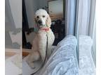 Poodle (Standard) DOG FOR ADOPTION RGADN-1093219 - Agos - Poodle (Standard) Dog