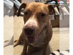 American Pit Bull Terrier DOG FOR ADOPTION RGADN-1087439 - Jada - American Pit