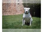 Bull Terrier DOG FOR ADOPTION RGADN-1087446 - Moo - Bull Terrier (short coat)