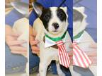 Rat Terrier DOG FOR ADOPTION RGADN-1087450 - Jeri - Rat Terrier (short coat) Dog
