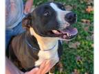 Lab-Pointer DOG FOR ADOPTION RGADN-1087454 - Babygirl - Labrador Retriever /