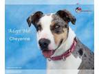 Catahoula Leopard Dog Mix DOG FOR ADOPTION RGADN-1087459 - Cheyenne - Catahoula