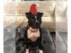 American Pit Bull Terrier Mix DOG FOR ADOPTION RGADN-1087470 - Cici - Pit Bull