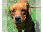 Cocker Spaniel Mix DOG FOR ADOPTION RGADN-1087491 - Truffles - Cocker Spaniel /