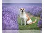 Great Pyrenees Mix DOG FOR ADOPTION RGADN-1087526 - Star - Great Pyrenees /