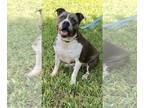 Staffordshire Bull Terrier DOG FOR ADOPTION RGADN-1087562 - Tyson -