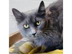 Adopt Sweet Pea a Domestic Long Hair