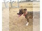 Bull Terrier DOG FOR ADOPTION RGADN-1087563 - Kira - Bull Terrier (short coat)
