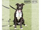 American Staffordshire Terrier Mix DOG FOR ADOPTION RGADN-1087569 - Harrison -
