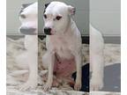 American Pit Bull Terrier Mix DOG FOR ADOPTION RGADN-1087584 - Joanna - American