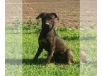 American Pit Bull Terrier Mix DOG FOR ADOPTION RGADN-1087591 - King - American