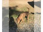 Plott Hound Mix DOG FOR ADOPTION RGADN-1087595 - Hugh - Plott Hound / Mixed