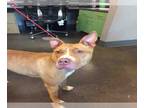 American Pit Bull Terrier DOG FOR ADOPTION RGADN-1087661 - A030173 - Pit Bull
