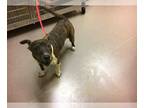 American Pit Bull Terrier Mix DOG FOR ADOPTION RGADN-1087663 - DUKE - Pit Bull