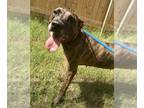 Plott Hound DOG FOR ADOPTION RGADN-1087670 - Serenity - Plott Hound Dog For